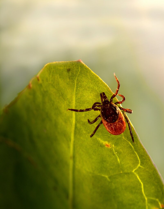 Lyme Disease Recovery by Nameen Infusion & Wellness